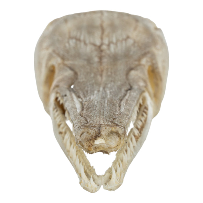 Real Alligator Gar Skull - Juvenile