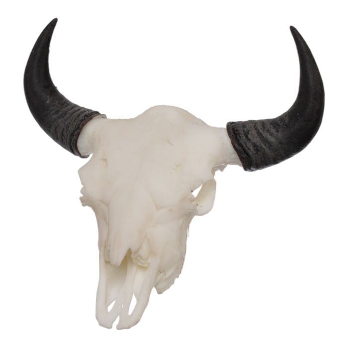 SKULLIES - Miniature American Bison Skull