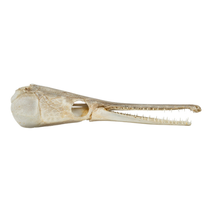 Real Alligator Gar Skull - Juvenile