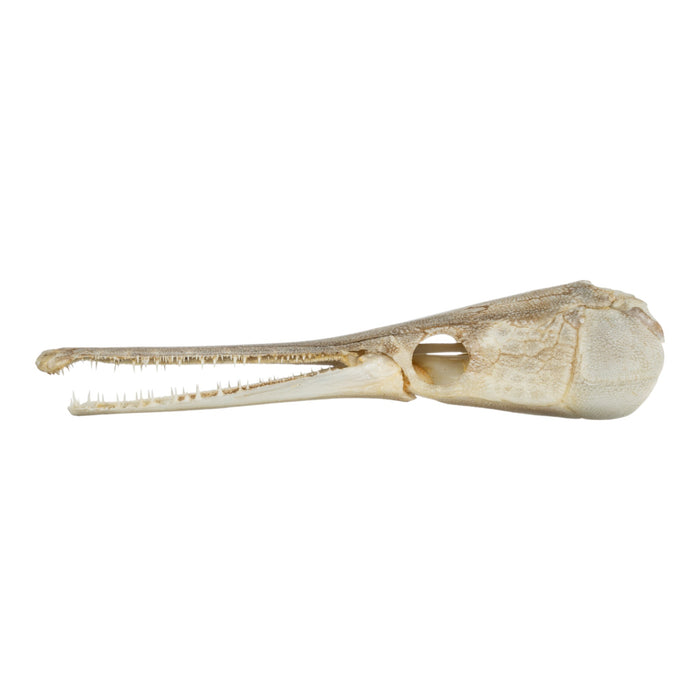 Real Alligator Gar Skull - Juvenile