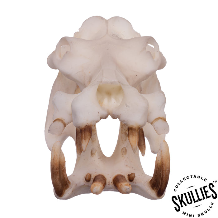 SKULLIES - Miniature Hippopotamus Skull