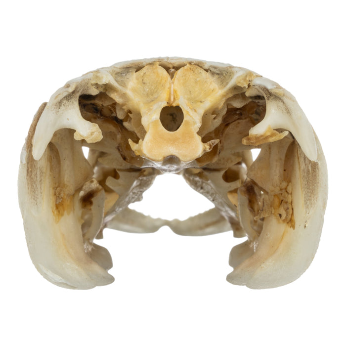 Real Alligator Gar Skull - Juvenile