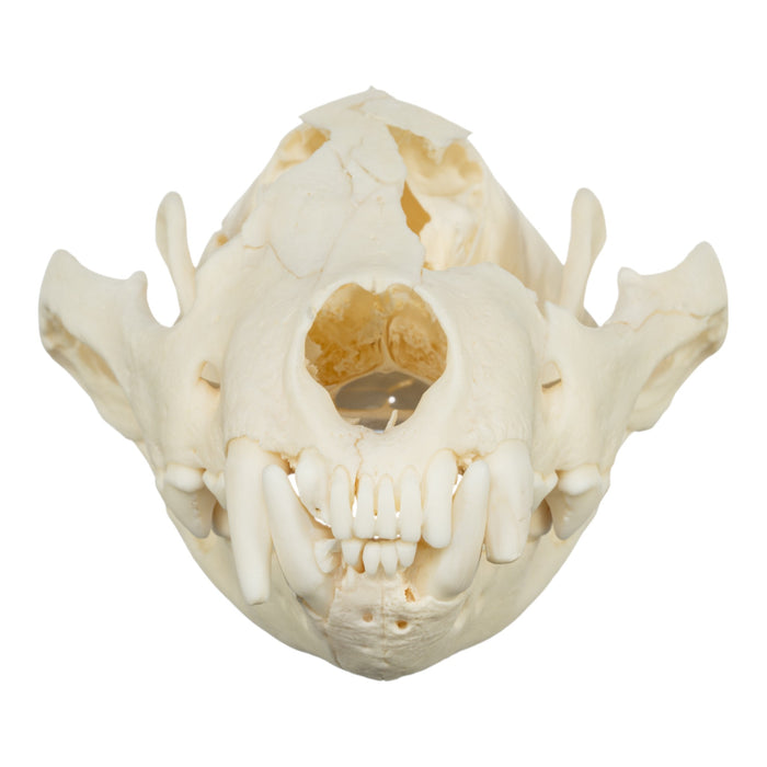 Real Wolverine Skull - Damaged