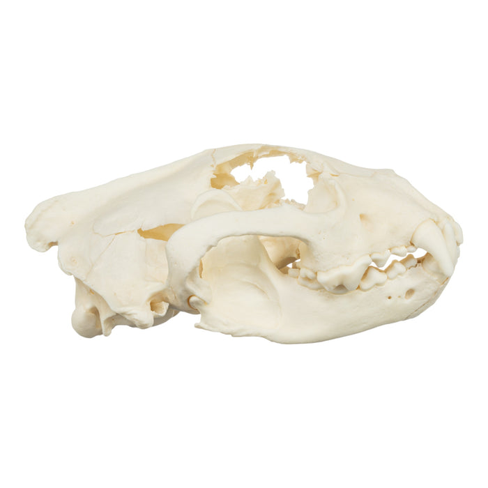 Real Wolverine Skull - Damaged