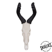 SKULLIES - Miniature Red Hartebeest Skull
