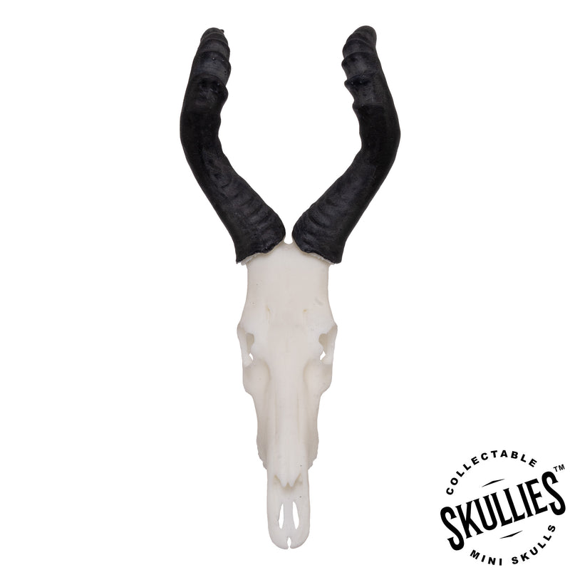 SKULLIES - Miniature Red Hartebeest Skull