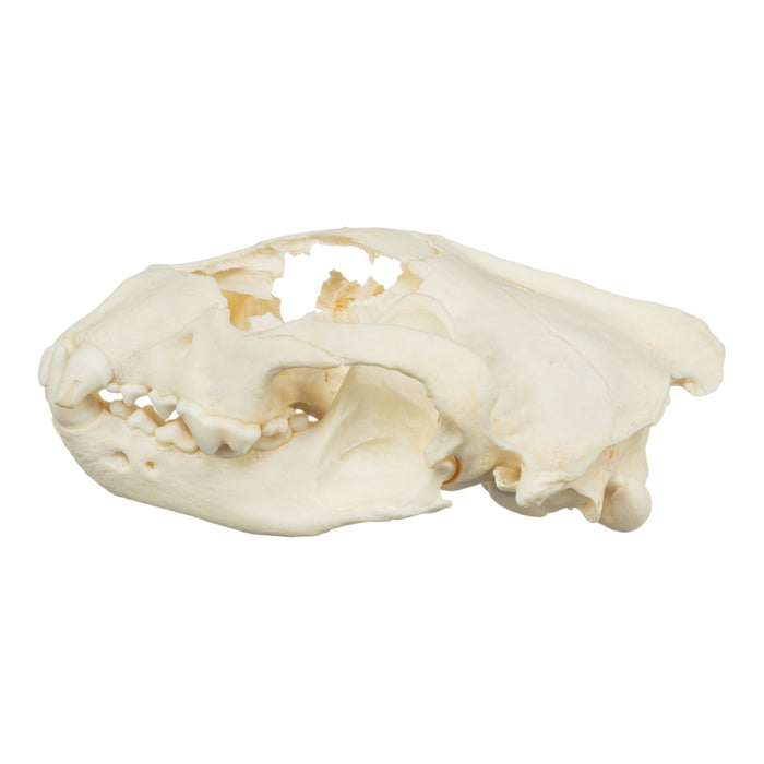 Real Wolverine Skull - Damaged