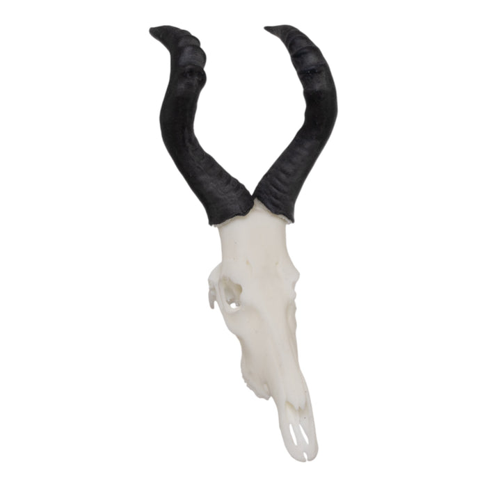 SKULLIES - Miniature Red Hartebeest Skull