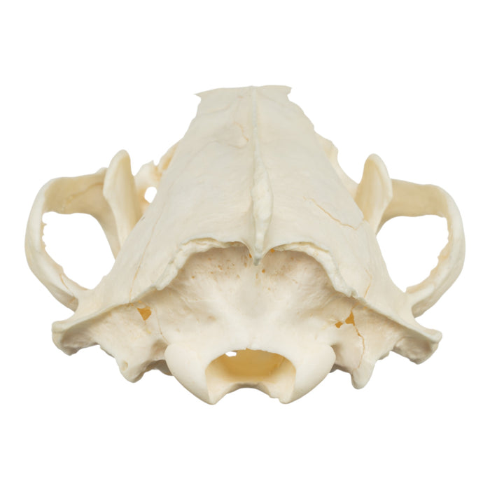 Real Wolverine Skull - Damaged