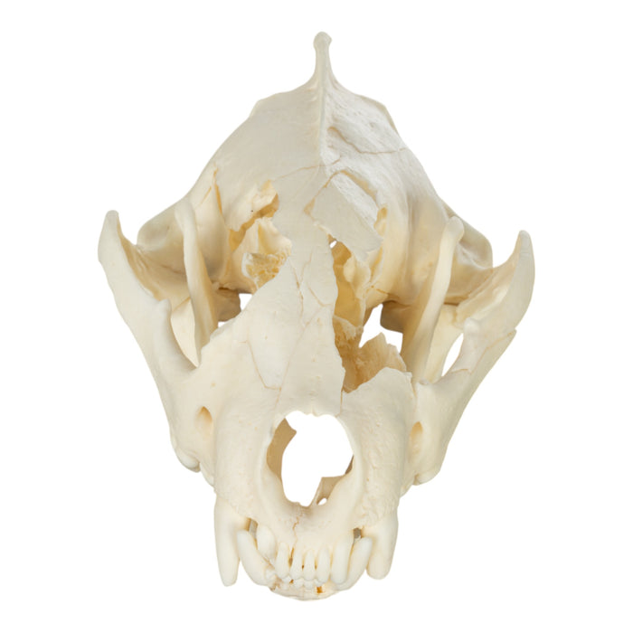 Real Wolverine Skull - Damaged