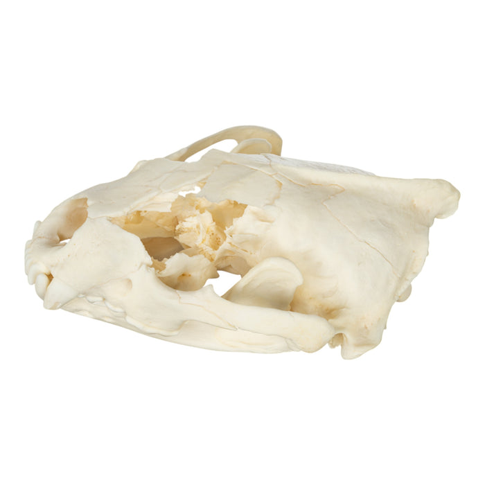 Real Wolverine Skull - Damaged
