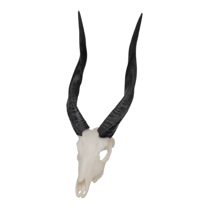 SKULLIES - Miniature Bushbuck Skull