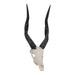 SKULLIES - Miniature Bushbuck Skull
