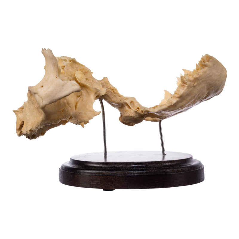 Real Human Partial Skull on Stand