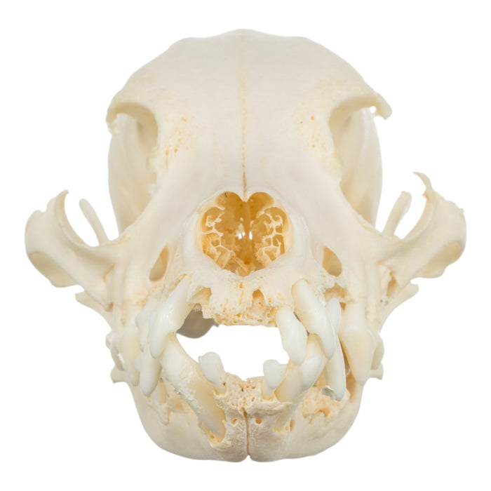 Real Domestic Dog Skull - Corgi (Periodontal)