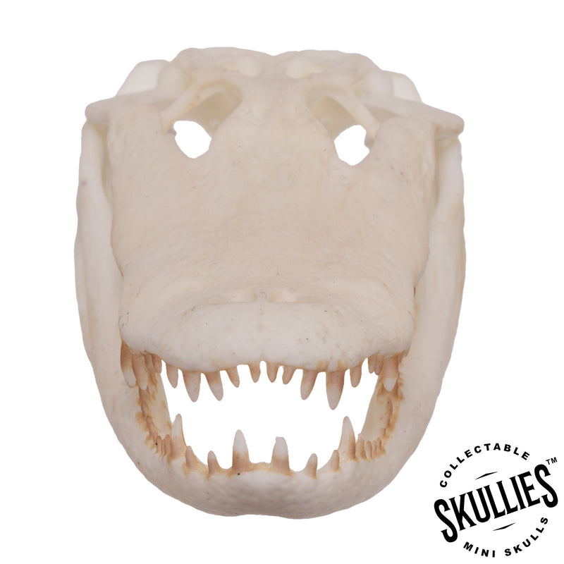 SKULLIES - Miniature American Alligator Skull