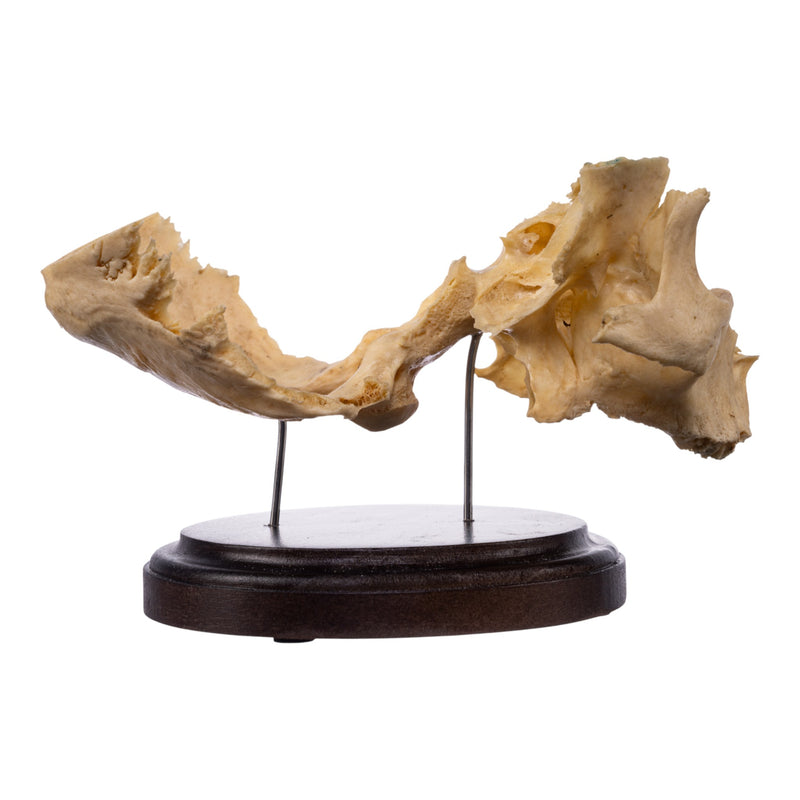 Real Human Partial Skull on Stand