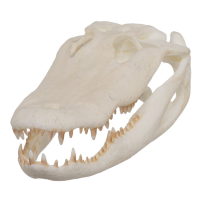 SKULLIES - Miniature American Alligator Skull