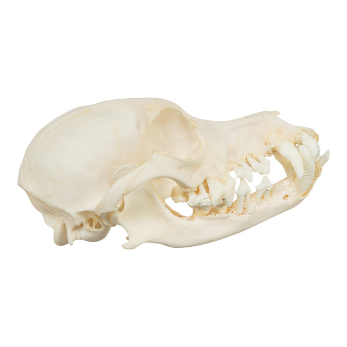 Real Domestic Dog Skull - Corgi (Periodontal)