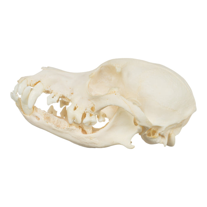 Real Domestic Dog Skull - Corgi (Periodontal)