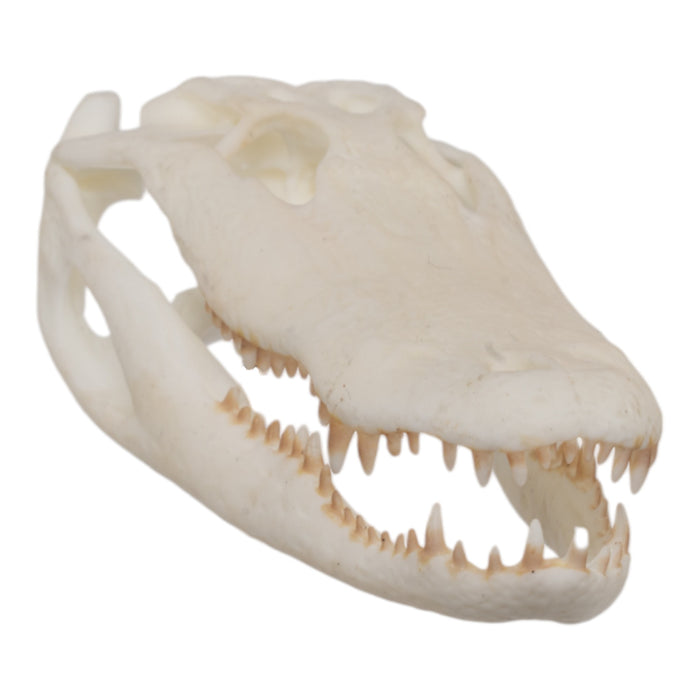 SKULLIES - Miniature American Alligator Skull