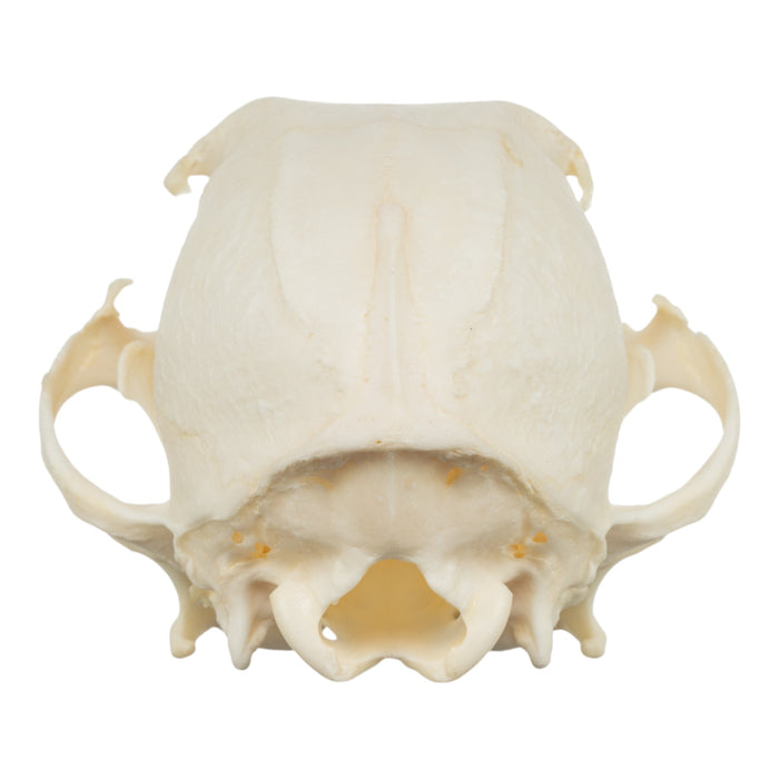 Real Domestic Dog Skull - Corgi (Periodontal)