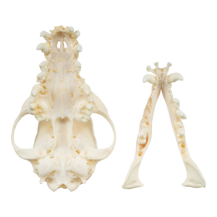 Real Domestic Dog Skull - Corgi (Periodontal)