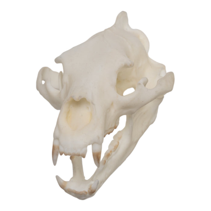 SKULLIES - Miniature American Black Bear Skull