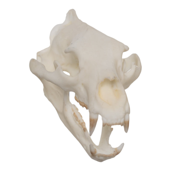 SKULLIES - Miniature American Black Bear Skull