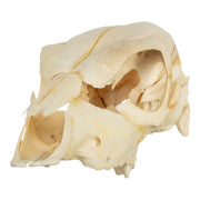 Real Two-headed Calf Skeleton - Disarticulated