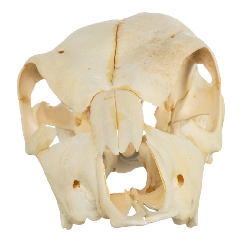 Real Two-headed Calf Skeleton - Disarticulated