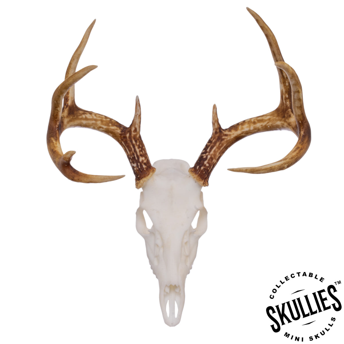 SKULLIES Miniature Whitetailed Deer Skull For Sale — Skulls