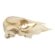 Real Two-headed Calf Skeleton - Disarticulated