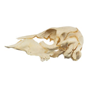 Real Two-headed Calf Skeleton - Disarticulated