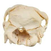 Real Two-headed Calf Skeleton - Disarticulated