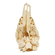 Real Two-headed Calf Skeleton - Disarticulated