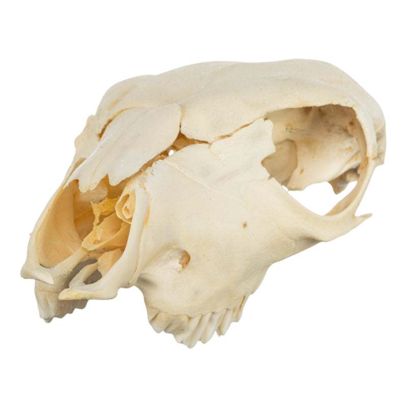 Real Two-headed Calf Skeleton - Disarticulated