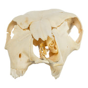 Real Two-headed Calf Skeleton - Disarticulated