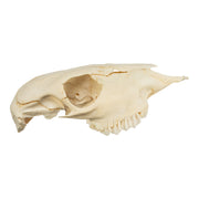 Real Two-headed Calf Skeleton - Disarticulated