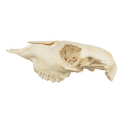 Real Two-headed Calf Skeleton - Disarticulated