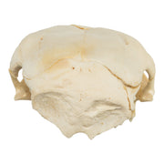 Real Two-headed Calf Skeleton - Disarticulated