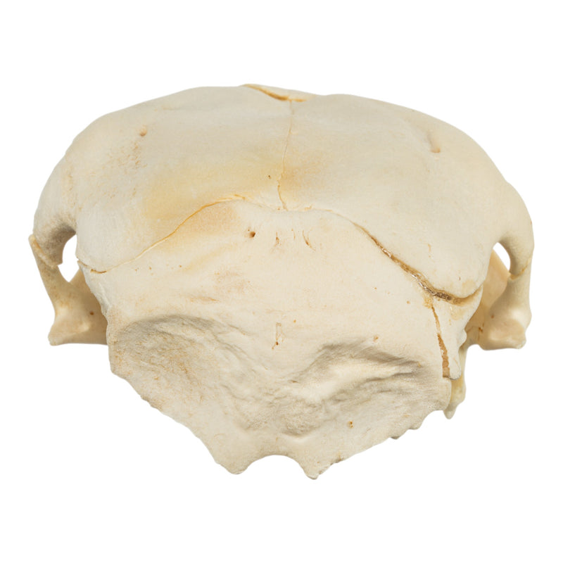 Real Two-headed Calf Skeleton - Disarticulated