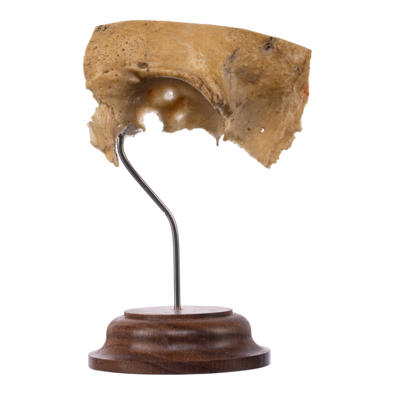 Real Human Partial Skull on Stand