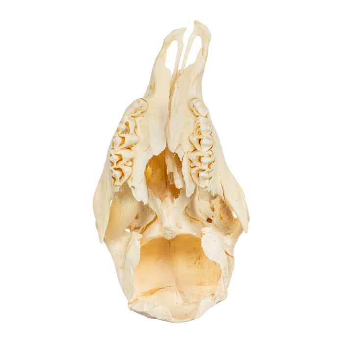 Real Two-headed Calf Skeleton - Disarticulated