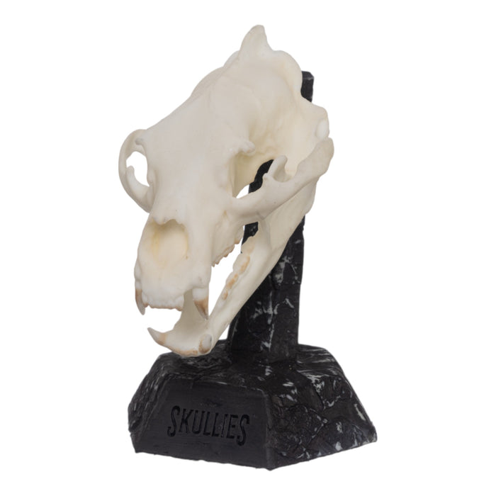 SKULLIES - Miniature American Black Bear Skull