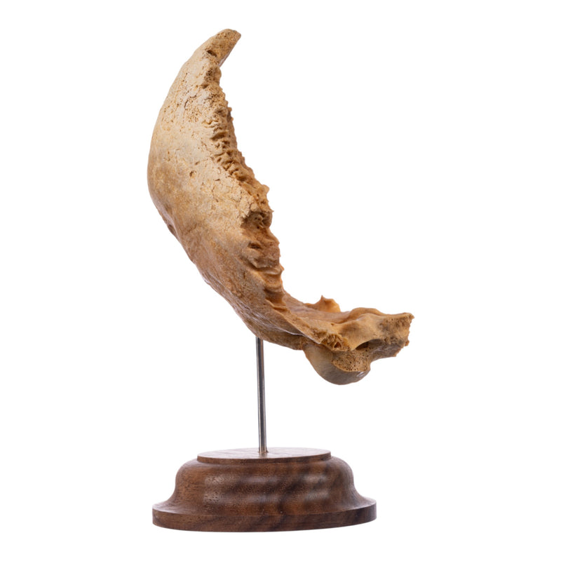 Real Human Partial Skull on Stand