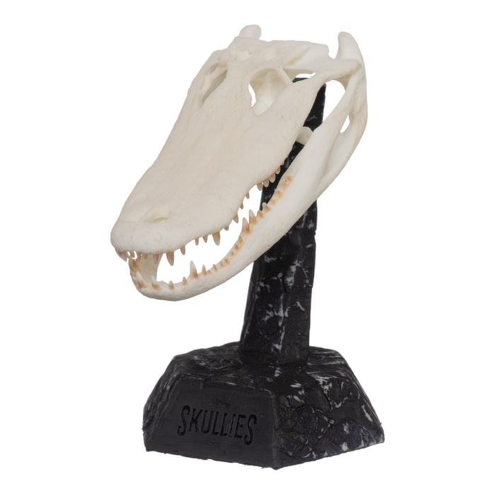 SKULLIES - Miniature American Alligator Skull