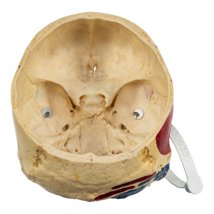 Real Human Skull - Partial, Painted
