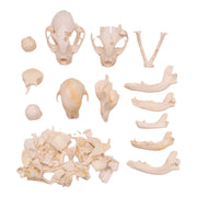 Real Bag-O-Bone Fragments