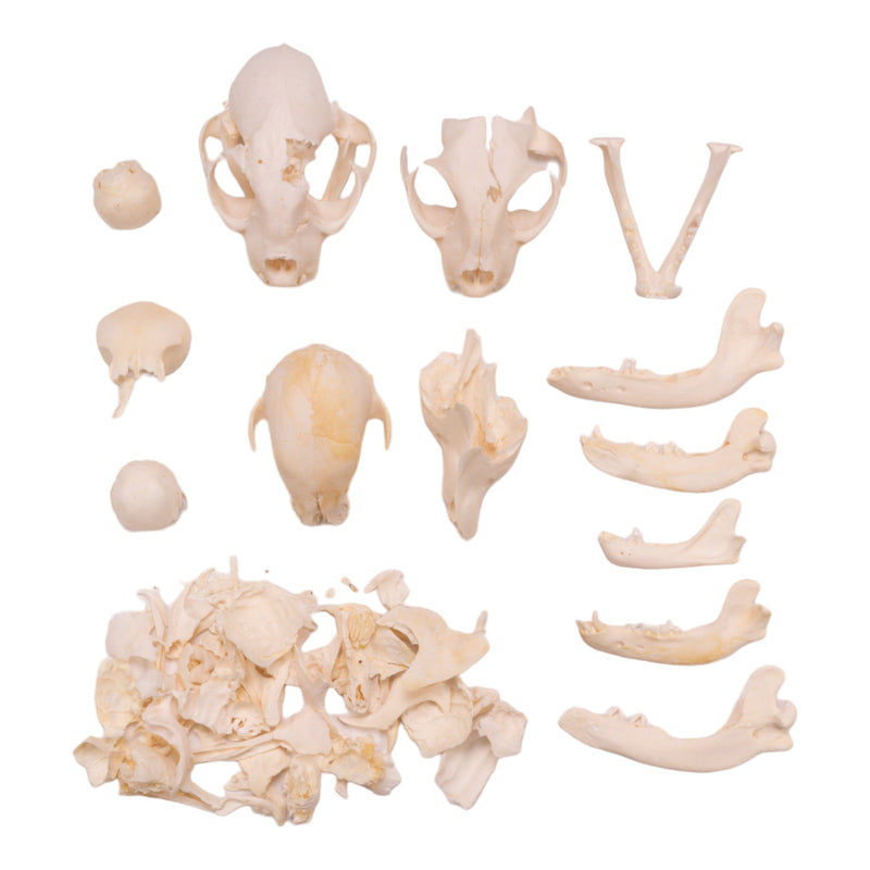 Real Bag-O-Bone Fragments
